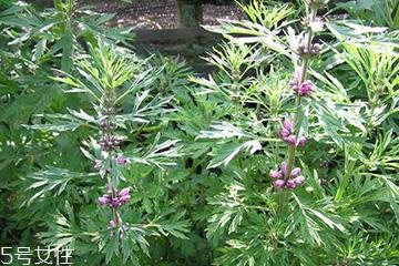 益母草是中药吗 益母草是中药 益母草是中药吗 益母草是中药