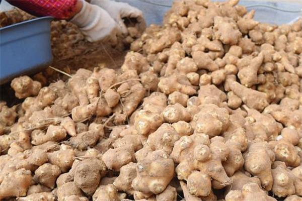 洋姜的皮能吃吗 洋姜可以直接吃吗 洋姜的皮能吃吗 洋姜可以直接吃吗