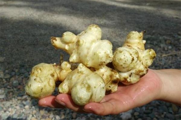 洋姜的皮能吃吗 洋姜可以直接吃吗 洋姜的皮能吃吗 洋姜可以直接吃吗