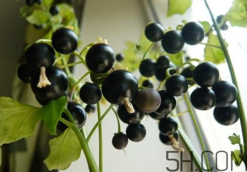 龙葵果可以多吃吗?龙葵果一次吃多少合适 龙葵果可以多吃吗?龙葵果一次吃多少合适