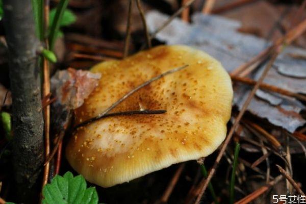 松蘑怎么清洗才没有杂质