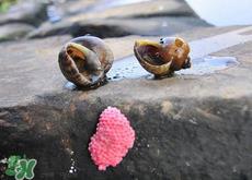 福寿螺能吃吗？福寿螺吃了会怎么样？