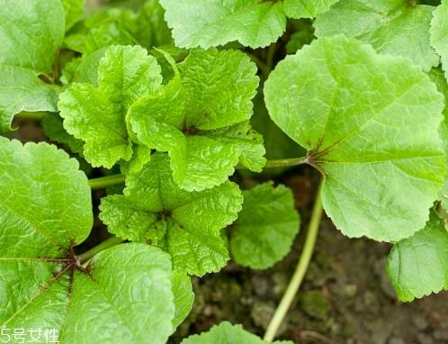 冬寒菜的营养价值和功效作用