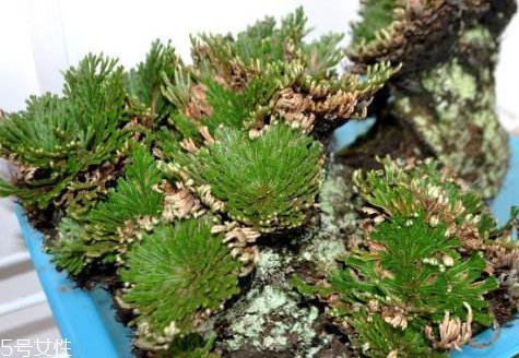 九死还魂草的功效与作用 非凡的还魂本领