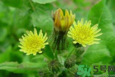 ​苦菜可以和豆腐一起吃吗？苦菜和豆腐一起吃好不好吃？