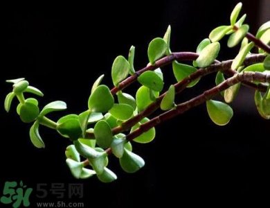 ​马齿苋是热性还是凉性？马齿苋是凉性吗？