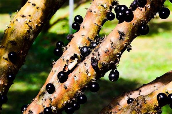 树葡萄为什么这么贵 运输很困难