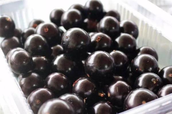 树葡萄为什么这么贵 运输很困难