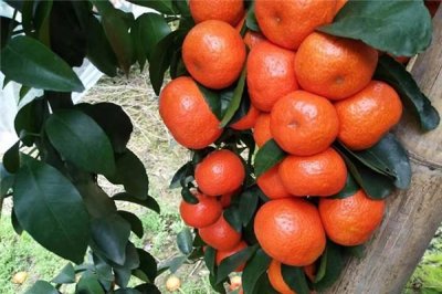 ​沙糖桔升糖指数高吗 沙糖桔一天吃多少为宜