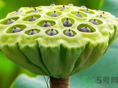 ​月经期可以吃莲蓬吗?来大姨妈能吃莲蓬吗?