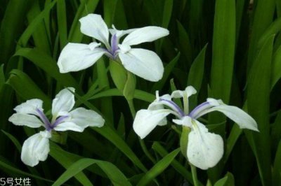 ​什么是杜若呢 杜若有什么作用呢