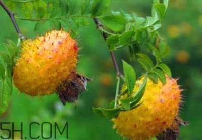 ​野刺梨泡酒有什么功效 野刺梨泡酒的功效