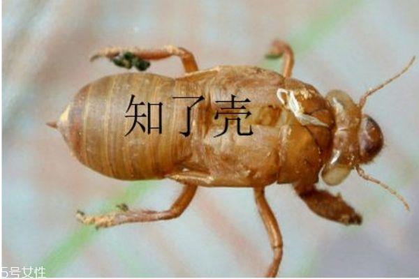 知了壳有什么用呢 知了壳营养价值有多高呢 知了壳有什么用呢 知了壳营养价值有多高呢