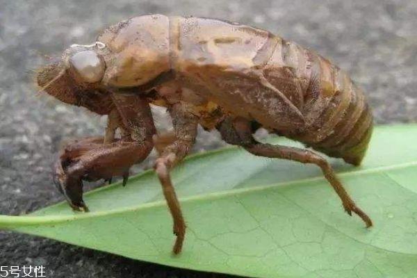知了壳有什么用呢 知了壳营养价值有多高呢 知了壳有什么用呢 知了壳营养价值有多高呢