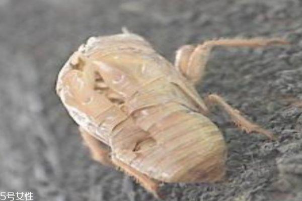 知了壳有什么用呢 知了壳营养价值有多高呢 知了壳有什么用呢 知了壳营养价值有多高呢