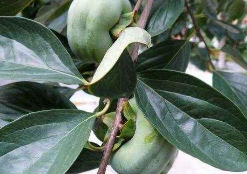 柿子叶可以洗脸吗 柿子叶能美容吗 柿子叶可以洗脸吗 柿子叶能美容吗