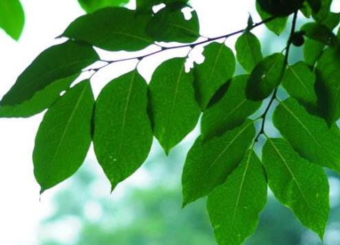 柿子叶可以洗脸吗 柿子叶能美容吗 柿子叶可以洗脸吗 柿子叶能美容吗