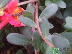 马齿苋怎么保存?马齿苋怎么保鲜? 马齿苋怎么保存?马齿苋怎么保鲜?