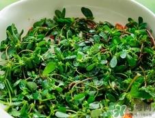 马齿苋怎么保存?马齿苋怎么保鲜? 马齿苋怎么保存?马齿苋怎么保鲜?