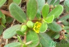 马齿苋怎么保存?马齿苋怎么保鲜? 马齿苋怎么保存?马齿苋怎么保鲜?