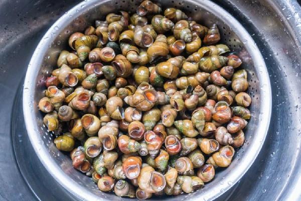 螺蛳怎么吃吃哪个部位 螺蛳有沙能吃吗 螺蛳怎么吃吃哪个部位 螺蛳有沙能吃吗