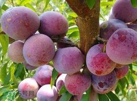 脆红李什么时候成熟?脆红李几月成熟? 脆红李什么时候成熟?脆红李几月成熟?