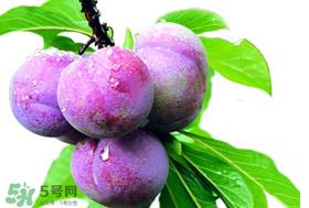 脆红李什么时候成熟?脆红李几月成熟? 脆红李什么时候成熟?脆红李几月成熟?