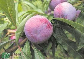 脆红李什么时候成熟?脆红李几月成熟? 脆红李什么时候成熟?脆红李几月成熟?