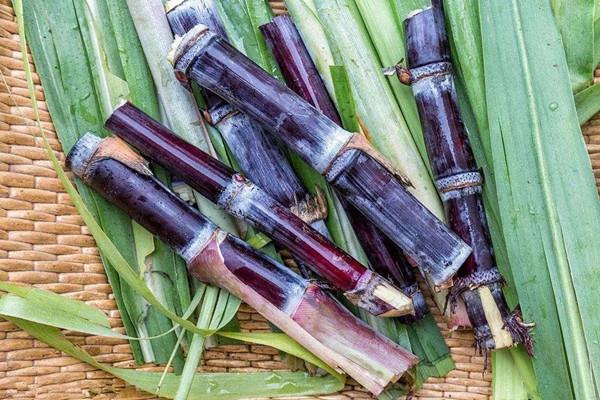 甘蔗会不会胖 甘蔗会不会回奶 甘蔗会不会胖 甘蔗会不会回奶