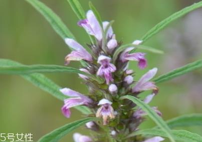 益母草对人的好处 活血调经