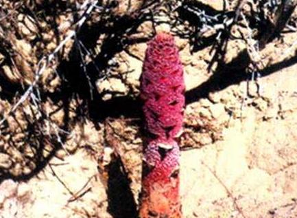 锁阳能壮阳吗 锁阳壮阳食谱