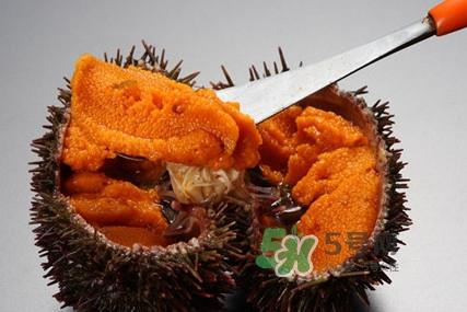 海胆贵吗?海胆多少钱一斤? 海胆贵吗?海胆多少钱一斤?