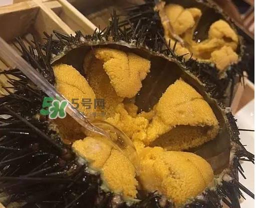 海胆贵吗?海胆多少钱一斤? 海胆贵吗?海胆多少钱一斤?