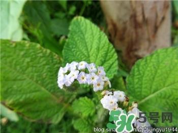 大尾摇是什么?大尾摇草药多少钱一斤? 大尾摇是什么?大尾摇草药多少钱一斤?