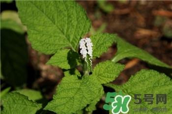 大尾摇是什么?大尾摇草药多少钱一斤? 大尾摇是什么?大尾摇草药多少钱一斤?