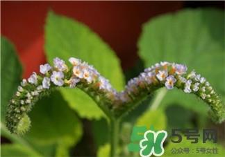 大尾摇是什么?大尾摇草药多少钱一斤? 大尾摇是什么?大尾摇草药多少钱一斤?