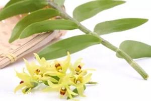 石斛花怎么泡水喝 石斛花泡水喝的好处 石斛花怎么泡水喝 石斛花泡水喝的好处