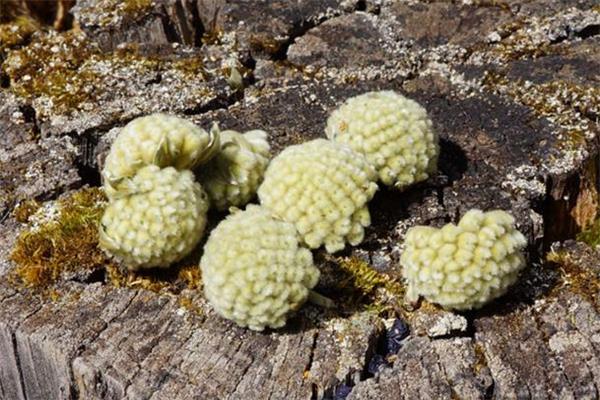 绿萝花茶是什么 绿萝花茶是凉性还是热性 绿萝花茶是什么 绿萝花茶是凉性还是热性