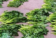 雪里红为什么要焯水?雪里红要用开水烫吗? 雪里红为什么要焯水?雪里红要用开水烫吗?