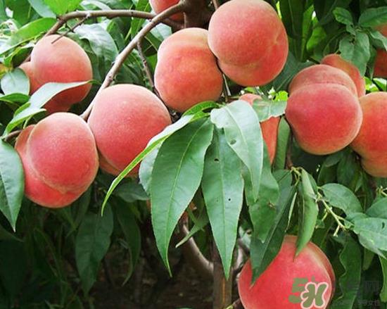 玉米和桃子能一起吃？桃子可以和玉米一起吃吗？