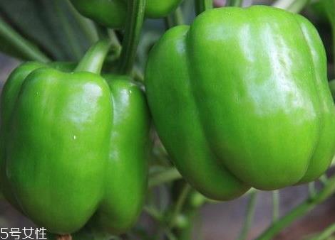 青椒是热性还是凉性 热性食物 青椒是热性还是凉性 热性食物