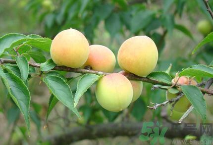 李子就是梅子吗?李子和梅子有什么不同? 李子就是梅子吗?李子和梅子有什么不同?