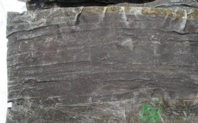 ​干海带和鲜海带哪个好?干海带和鲜海带的区别