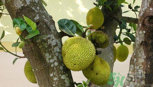 菠萝蜜怎么削皮?菠萝蜜怎么吃