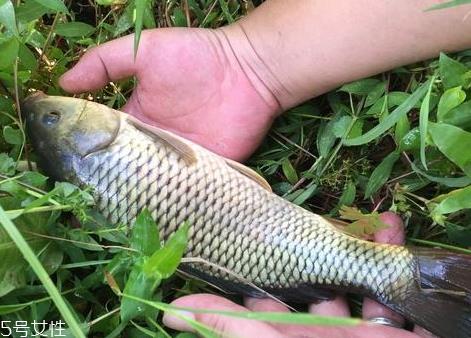 稻花鱼好吃吗 食谱推荐