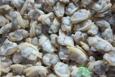 花蛤的营养价值有哪些？生取蛤肉的方法是什么？