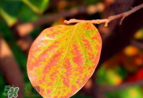 柿子叶可以泡茶喝吗 柿子叶怎么泡茶