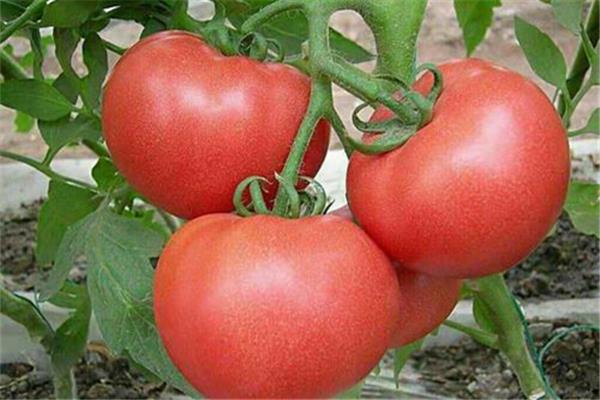 西红柿含糖吗 西红柿对血糖有什么影响 西红柿含糖吗 西红柿对血糖有什么影响