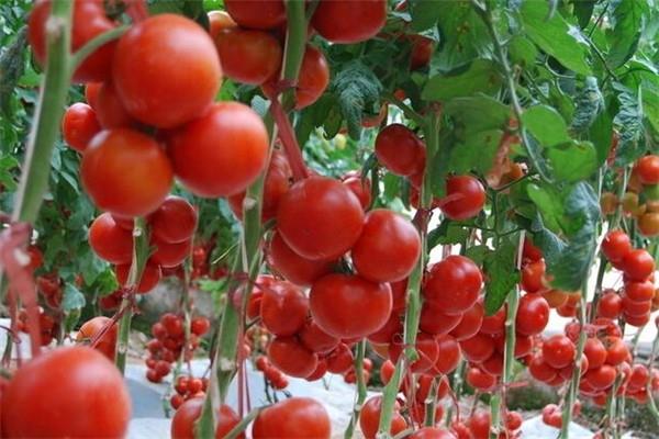 西红柿含糖吗 西红柿对血糖有什么影响 西红柿含糖吗 西红柿对血糖有什么影响