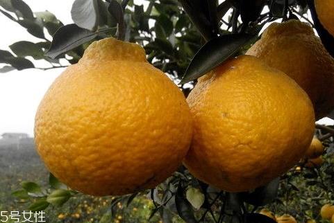 丑柑多少钱一斤 丑柑的挑选方法 丑柑多少钱一斤 丑柑的挑选方法